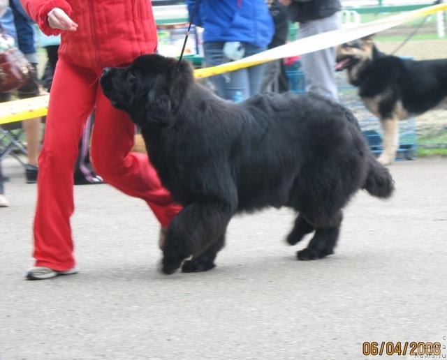Фото: ньюфаундленд Пчёлкин Дом Аврора (Pchiolkin Dom Avrora)