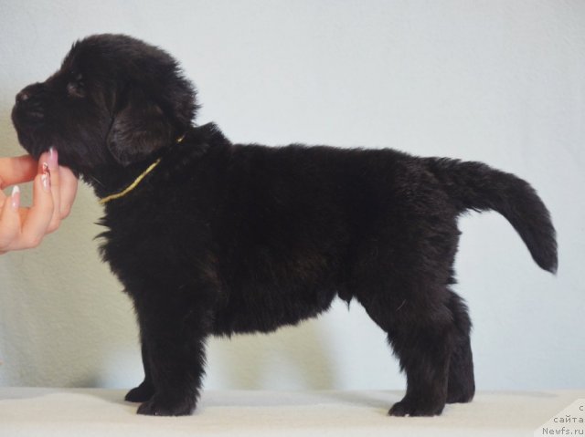 Фотография № 116573