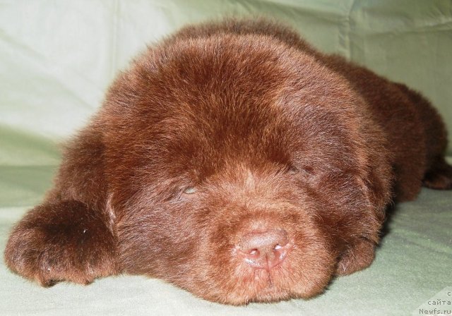 Фото: ньюфаундленд Символ Роскоши и Любви (Simvol Roskoshi I Lubvi)