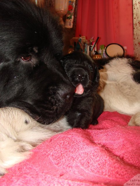 Фотография № 116596