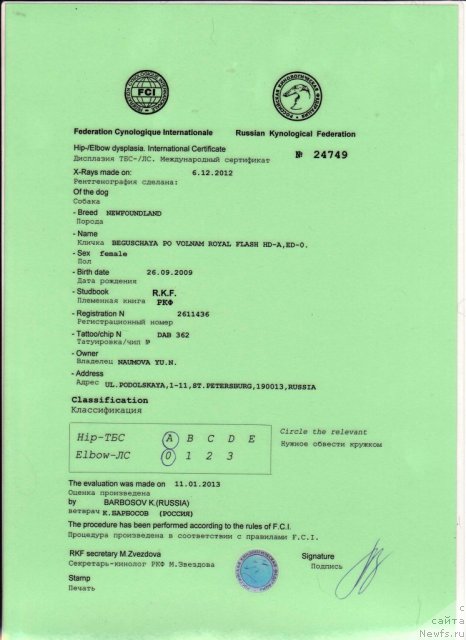 Фото: ньюфаундленд Бегущая по Волнам Роуал Флаш (Beguschaya po Volnam Royal Flash)