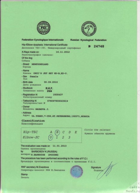 Фото: ньюфаундленд Ohoi's Jet Set