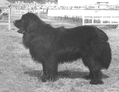 Фото: ньюфаундленд Санчио Янгджей