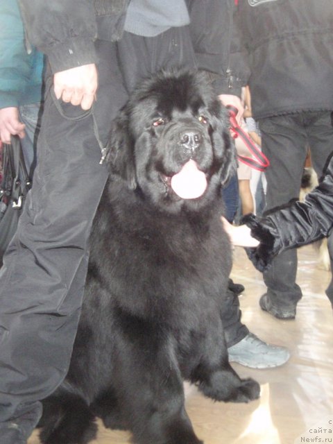 Фото: ньюфаундленд Ньюфорт Тайм'с Голд Алекса