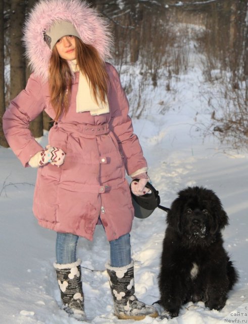 Фото: ньюфаундленд Аквиан Сонг Инкредибел Беар