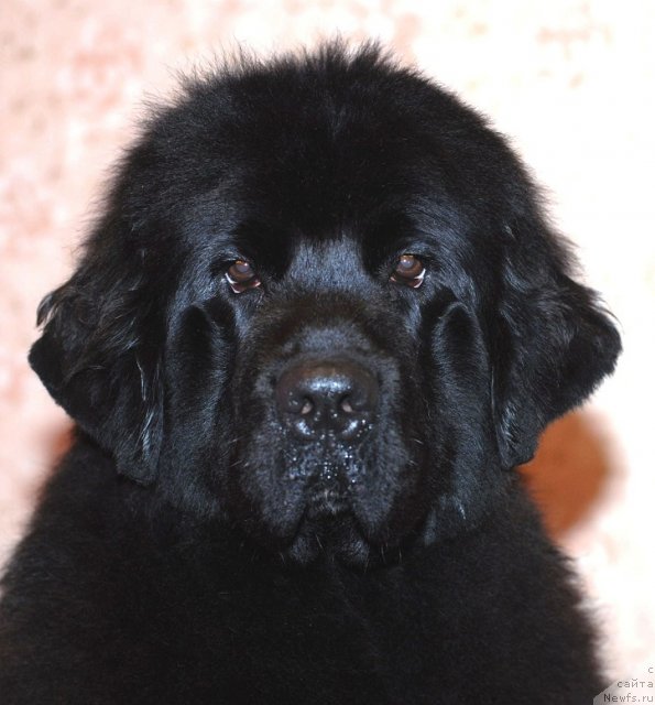 Фото: ньюфаундленд Смигар Северная Верона