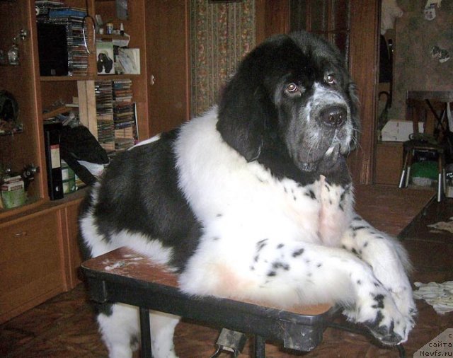 Фотография № 116620