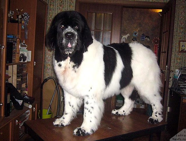 Фотография № 116628