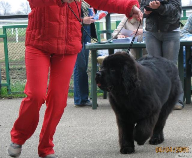 Фото: ньюфаундленд Пчёлкин Дом Аврора (Pchiolkin Dom Avrora)