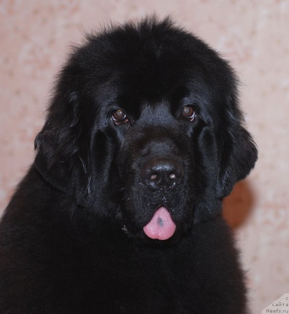 Фото: ньюфаундленд Смигар Северная Верона