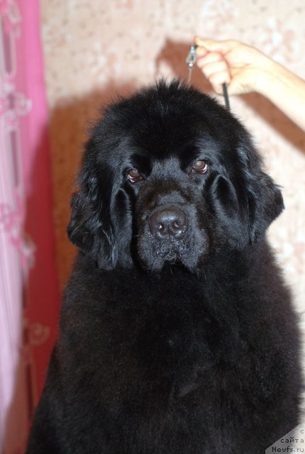 Фото: ньюфаундленд Смигар Северная Верона