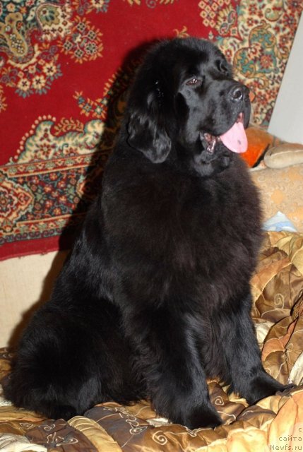 Фотография № 116634