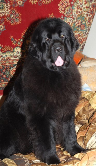 Фото: ньюфаундленд Смигар Северная Верона