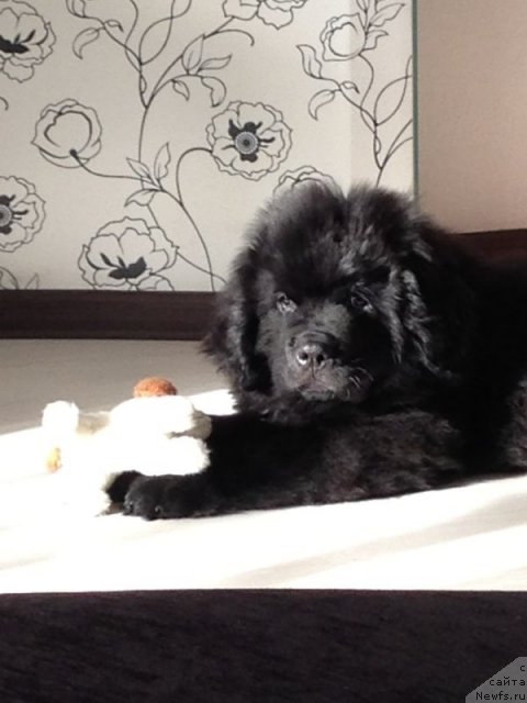 Фото: ньюфаундленд Чейз Каден Клеве Лед