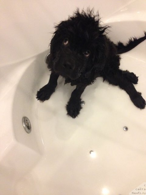 Фото: ньюфаундленд Чейз Каден Клеве Лед