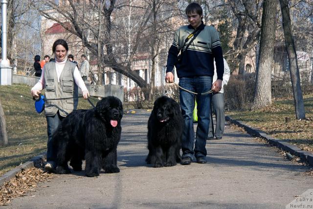 Фото: Надежда Момот, ньюфаундленд Юган с Тоянова Городка (Ygan s Toyanova Gorodka), ньюфаундленд Лесная Сказка Роза Черная, Максим Канунников