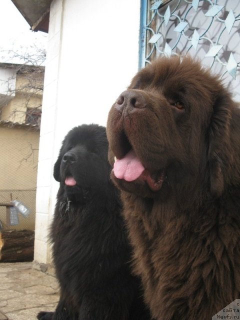 Фото: ньюфаундленд Анджело Орсо Варяг (Angelo Orso Varyag)