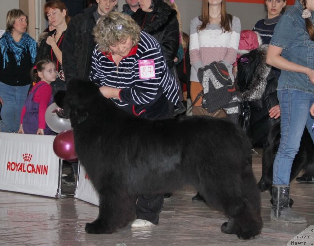Фото: ньюфаундленд С'Нежная Вьюга Армандо Паруссо (S'Nezhnaya Vjuga Armando Parusso), Ирина Панюшкина