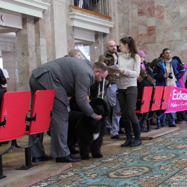 Фото: ньюфаундленд Ценный Кадр с Берега Дона (Tsenny Kadr s Berega Dona)