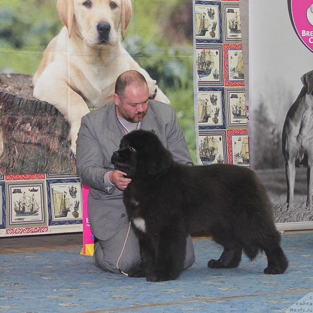 Фото: ньюфаундленд Ценный Кадр с Берега Дона (Tsenny Kadr s Berega Dona)