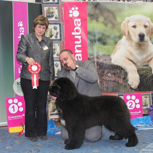 Фото: ньюфаундленд Ценный Кадр с Берега Дона (Tsenny Kadr s Berega Dona)
