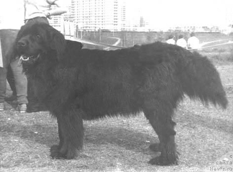 Фото: ньюфаундленд Смолли Янгджей