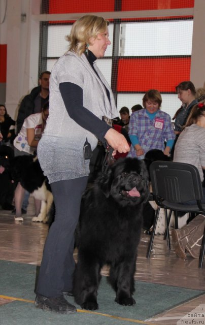 Фото: ньюфаундленд Ньюфорт Тайм'с Голд Алекса