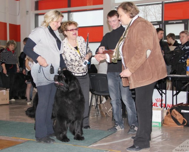 Фото: ньюфаундленд Ньюфорт Тайм'с Голд Алекса