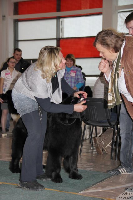 Фото: ньюфаундленд Ньюфорт Тайм'с Голд Алекса, Лена Зырина