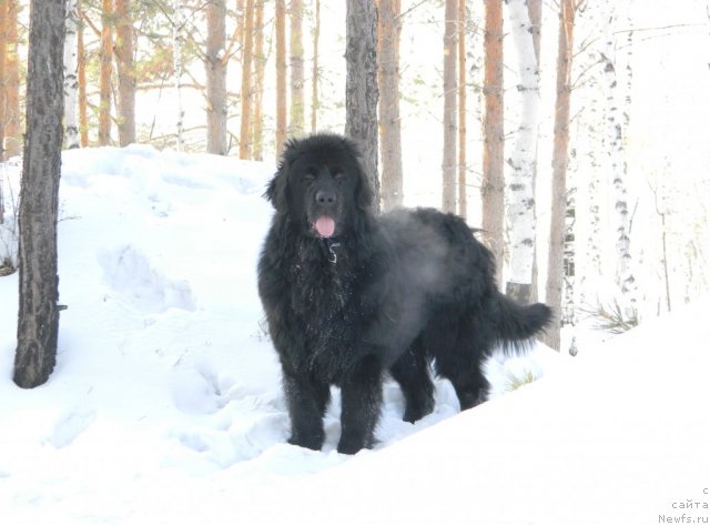 Фото: ньюфаундленд Би Перфект Аладар Хранитель Рода