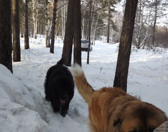 Фото: ньюфаундленд Би Перфект Аладар Хранитель Рода