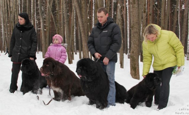 Фото: ньюфаундленд Ньюфорт Тайм'с Голд Алекса, ньюфаундленд Обуш Шед Янтарный Поцелуй, ньюфаундленд С'Нежная Вьюга Армандо Паруссо (S'Nezhnaya Vjuga Armando Parusso), ньюфаундленд Ньюфорт Черника Леди
