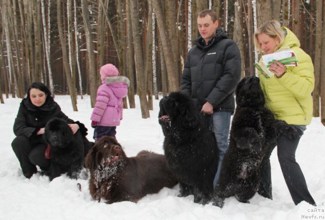 Фото: ньюфаундленд Ньюфорт Тайм'с Голд Алекса, ньюфаундленд С'Нежная Вьюга Армандо Паруссо (S'Nezhnaya Vjuga Armando Parusso), ньюфаундленд Обуш Шед Янтарный Поцелуй, ньюфаундленд Ньюфорт Черника Леди