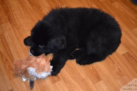 Фото: ньюфаундленд Цезарь Благородный