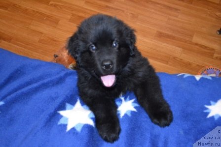 Фото: ньюфаундленд Цезарь Благородный