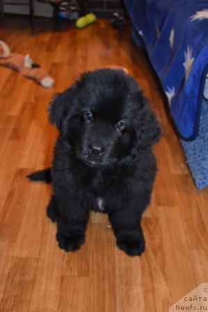 Фото: ньюфаундленд Цезарь Благородный