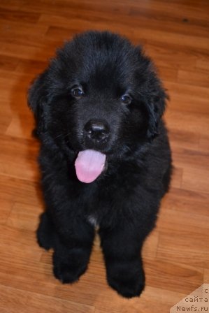 Фото: ньюфаундленд Цезарь Благородный