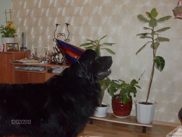 Фото: ньюфаундленд Кайден Плейфул (Kaiden Playful)