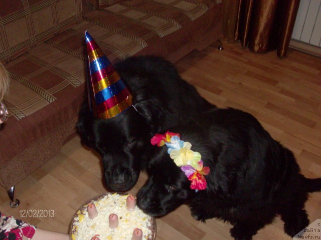Фото: ньюфаундленд Кайден Плейфул (Kaiden Playful), Лора