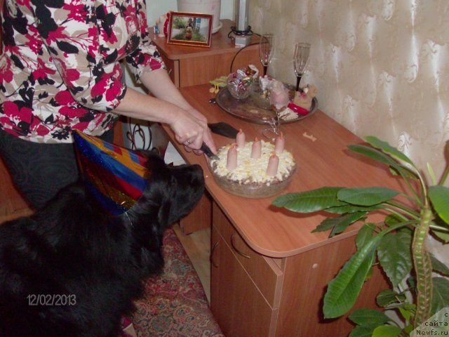 Фото: ньюфаундленд Кайден Плейфул (Kaiden Playful)