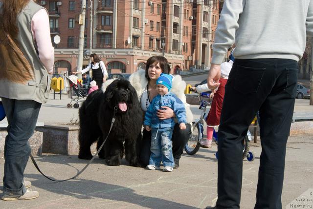Фото: ньюфаундленд Юган с Тоянова Городка (Ygan s Toyanova Gorodka)