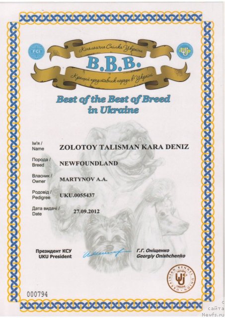 Фото: ньюфаундленд Золотой Талисман Кара Дениз (Zolotoy Talisman Kara Deniz)