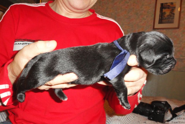 Фото: ньюфаундленд Бегущая по Волнам Ханд Маде (Beguschaya po Volnam Hand Made)