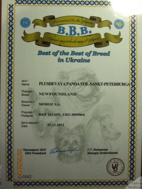 Фото: ньюфаундленд Плюшевая Панда Стиль-Санкт-Петербурга