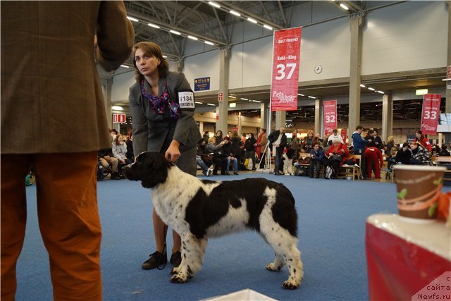 Фото: ньюфаундленд Питерньюф Хонеу-Монеу (Piternyuf Honey-Money)