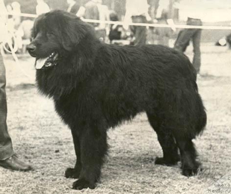 Фото: ньюфаундленд Шериф Ви Джей