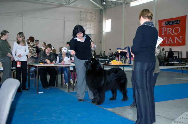 Фото: ньюфаундленд Лесная Сказка Роза Черная