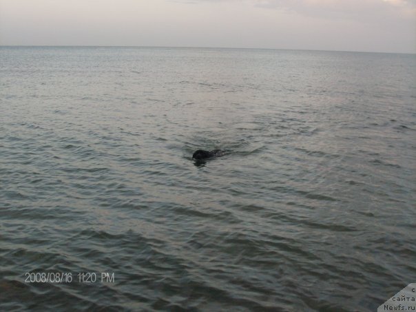 Фото: ньюфаундленд Красс