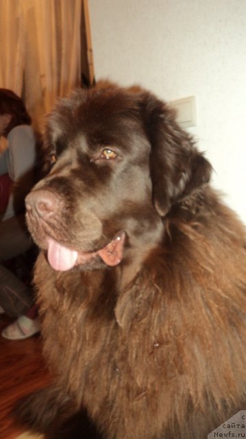 Фото: ньюфаундленд Ван Лен Тайм Женевьева