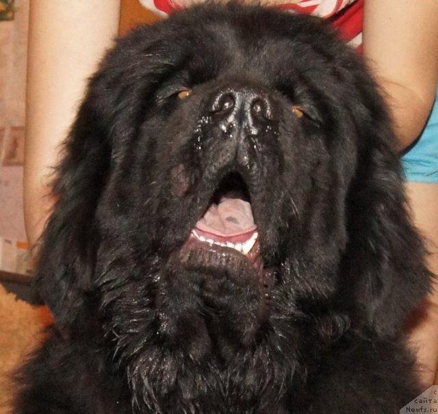 Фото: ньюфаундленд Гранд Пацифик Ю А Квин для Их Высочества